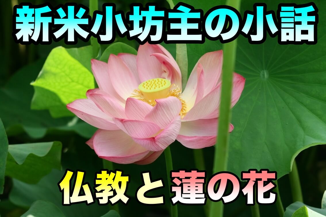 新米小坊主の小話 仏教と蓮の花